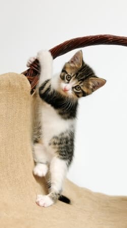 cover Baby cat, cute kitten climbing