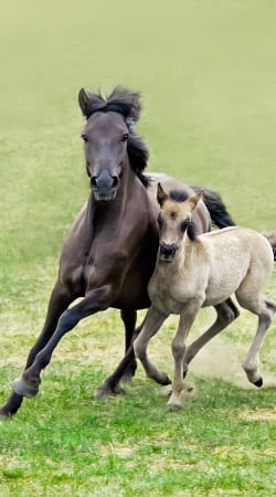 cover Horses, wild Duelmener ponies, mare and foal