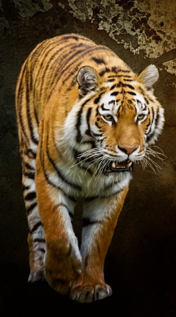 cover Siberian tiger