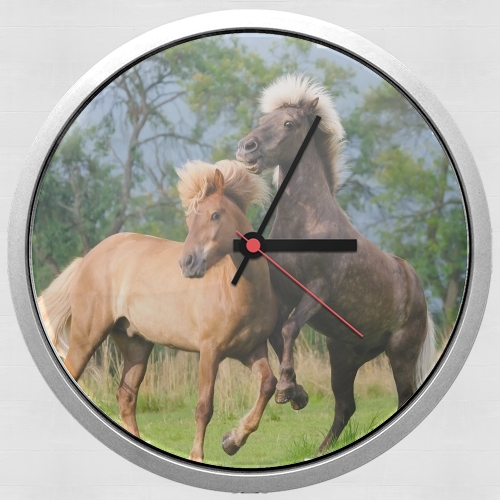  Two Icelandic horses playing, rearing and frolic around in a meadow for Wall clock