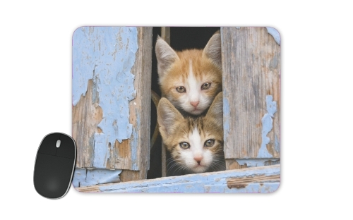  Cute curious kittens in an old window for Mousepad