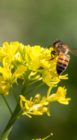 cover A bee in the yellow mustard flowers