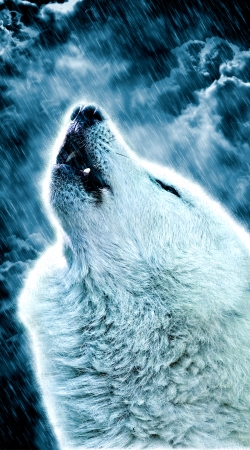 cover A howling wolf in the rain