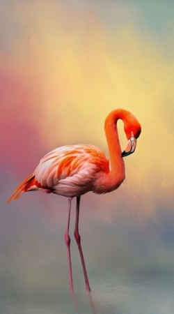 cover American flamingo