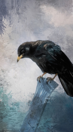 cover Black Crow