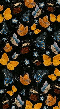cover Butterflies II