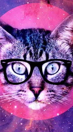 cover Cat Hipster