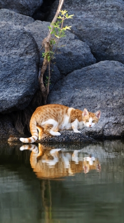 cover Cat Reflection in Pond Water