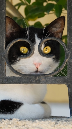 cover Cat with spectacles frame, she looks through a wrought iron fence