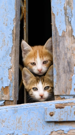 cover Cute curious kittens in an old window