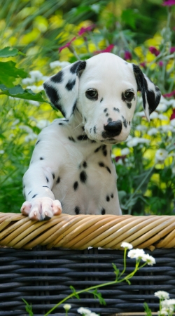 cover Cute Dalmatian puppy in a basket 