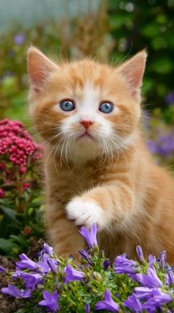 cover Cute ginger kitten in a flowery garden, lovely and enchanting cat