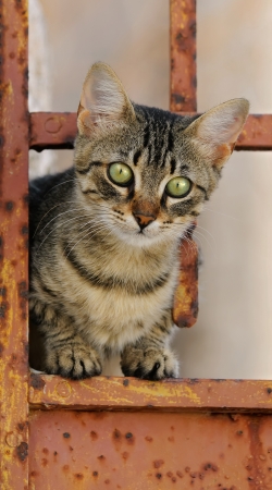 cover Cute kitten on a rusty iron door 