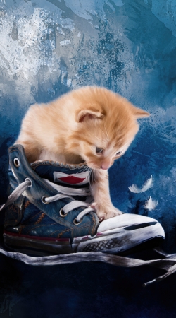 cover Cute kitten plays in sneakers