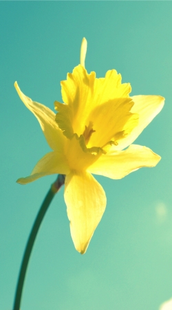 cover Daffodil