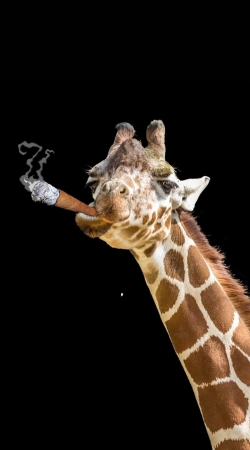 cover Girafe smoking cigare