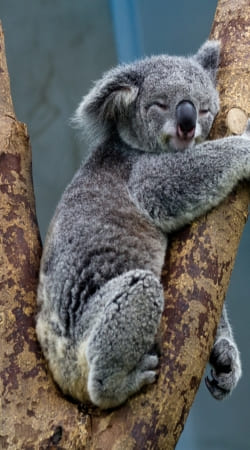 cover Koala Bear Australia