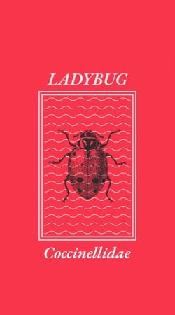 cover Ladybug Coccinellidae