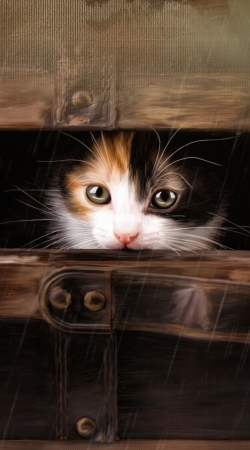 cover Little cute kitten in an old wooden case