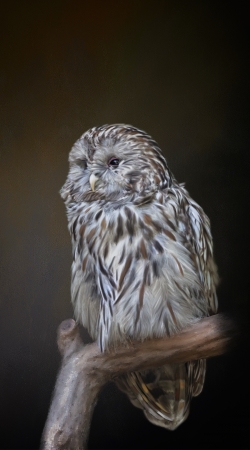 cover Lovely cute owl