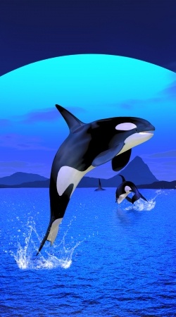 cover Orca Whale