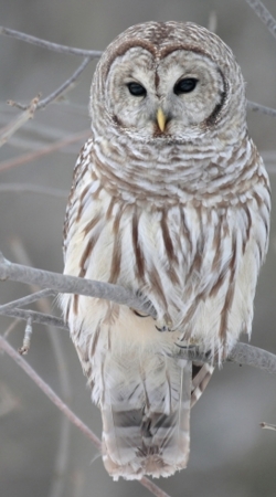 cover owl bird on a branch