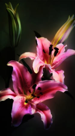 cover Painting Pink Stargazer Lily