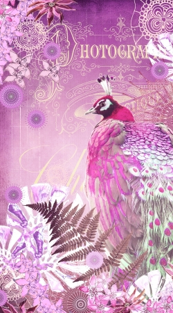 cover PINK PEACOCK
