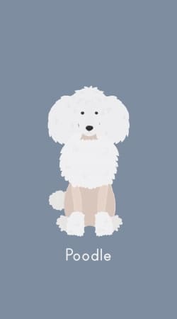 cover Poodle White