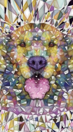 cover rainbow dog