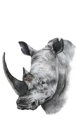 cover Rhino Shield Art