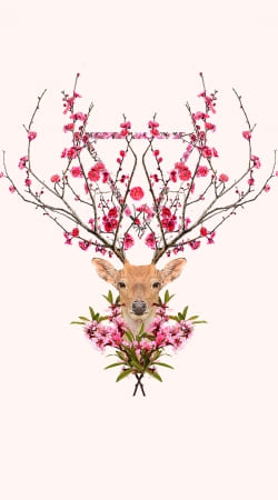 cover Spring Deer