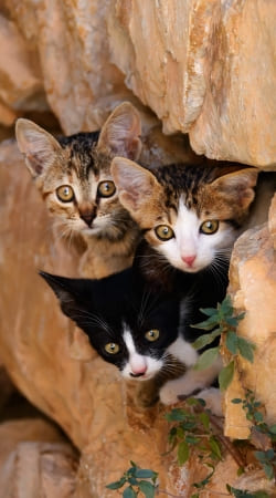 cover Three cute kittens in a wall hole