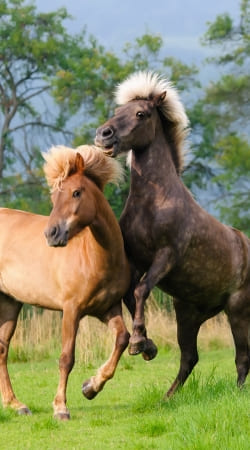 cover Two Icelandic horses playing, rearing and frolic around in a meadow