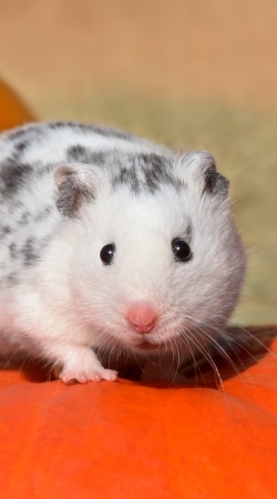 cover White Dalmatian Hamster with black spots 