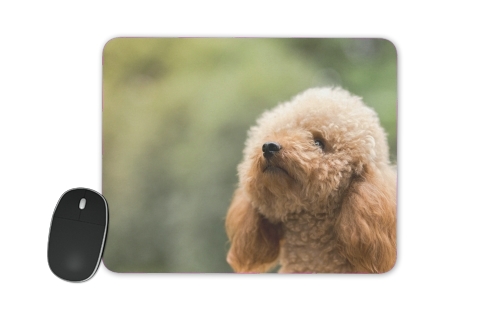  poodle on grassy field for Mousepad