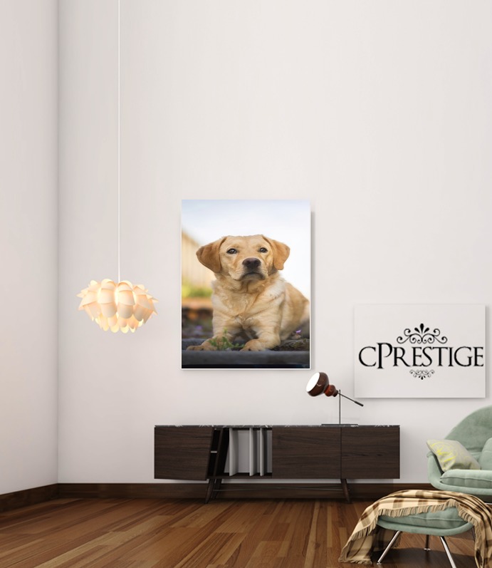  Labrador Dog for Art Print Adhesive 30*40 cm