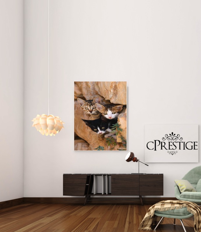  Three cute kittens in a wall hole for Art Print Adhesive 30*40 cm