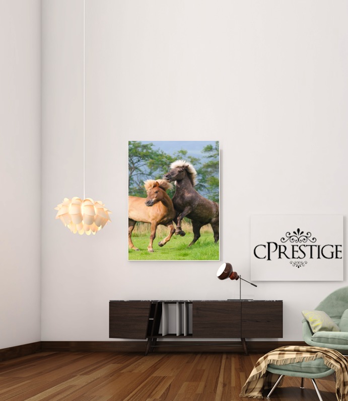  Two Icelandic horses playing, rearing and frolic around in a meadow for Art Print Adhesive 30*40 cm