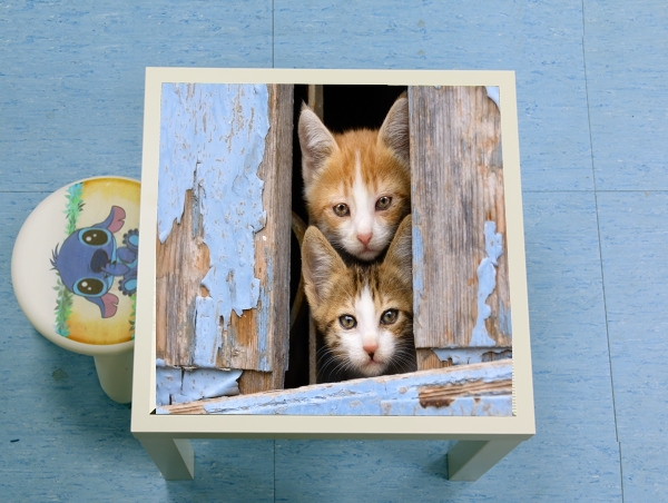  Cute curious kittens in an old window for Low table
