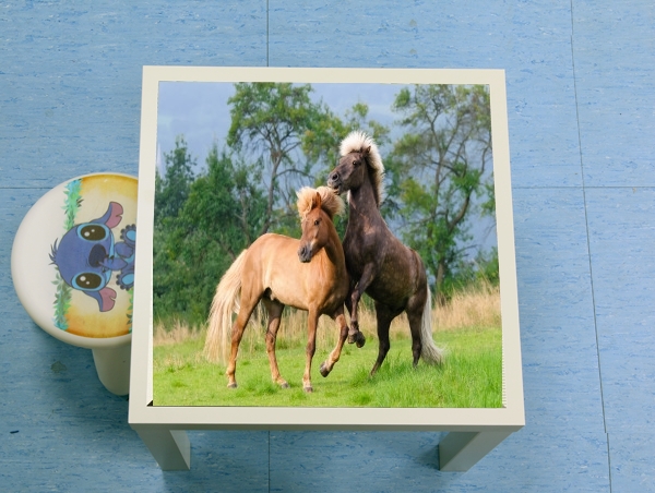  Two Icelandic horses playing, rearing and frolic around in a meadow for Low table