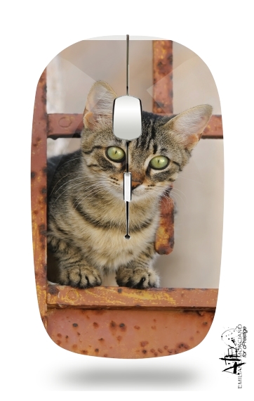  Cute kitten on a rusty iron door  for Wireless optical mouse with usb receiver