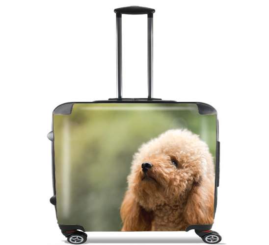  poodle on grassy field for Wheeled bag cabin luggage suitcase trolley 17" laptop