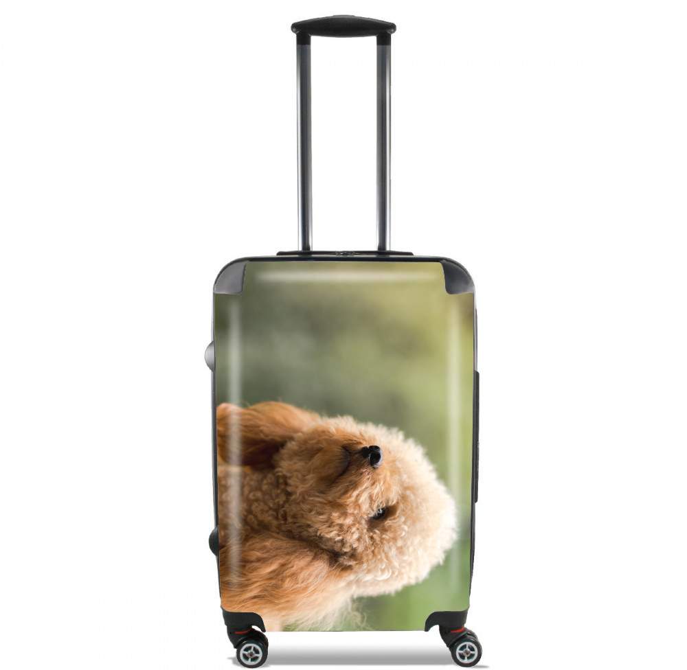  poodle on grassy field for Lightweight Hand Luggage Bag - Cabin Baggage